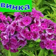 Флокс метельчатый "Ивановские ситцы"